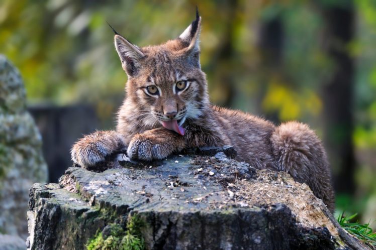 big, Cats, Lynx, Cubs, Animals HD Wallpaper Desktop Background