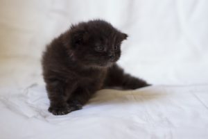cat, Kitten, Mike, Farley, Cute, Small, Chocolate, Fluffy, Important