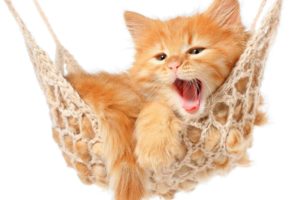 cats, Ginger, Color, Kitten, Animals