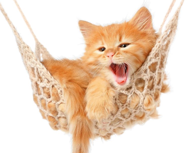 cats, Ginger, Color, Kitten, Animals HD Wallpaper Desktop Background