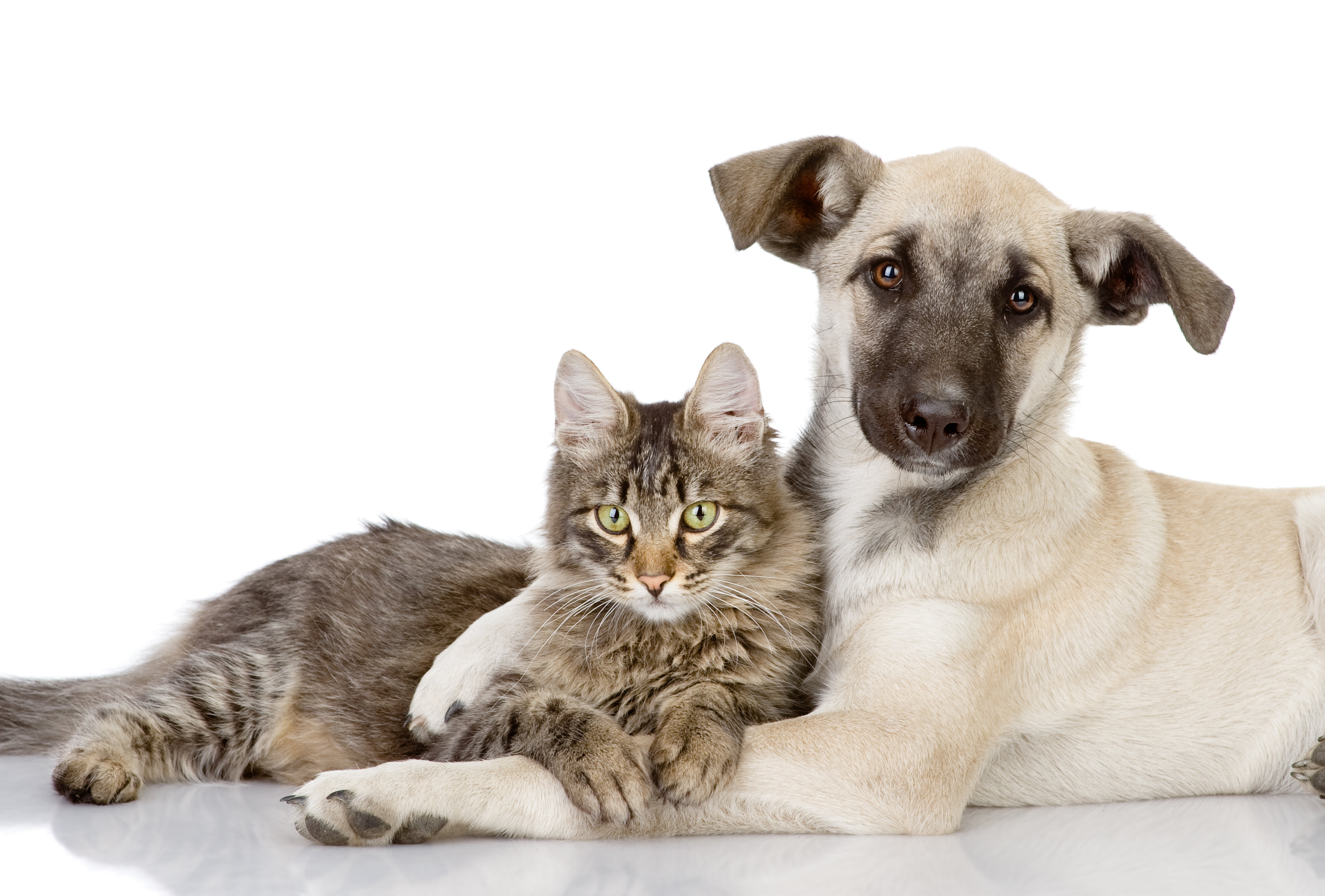 cats, Dogs, Puppy, Two, Animals Wallpaper