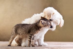cats, Dogs, Two, Animals, Puppy, Kitten