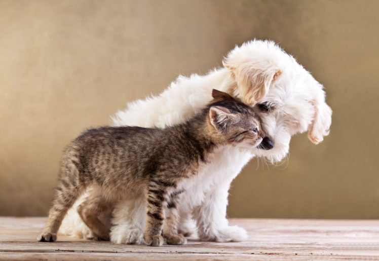 cats, Dogs, Two, Animals, Puppy, Kitten HD Wallpaper Desktop Background