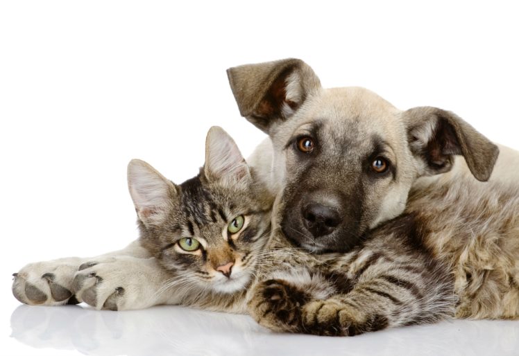 cats, Dogs, Puppy, Animals HD Wallpaper Desktop Background