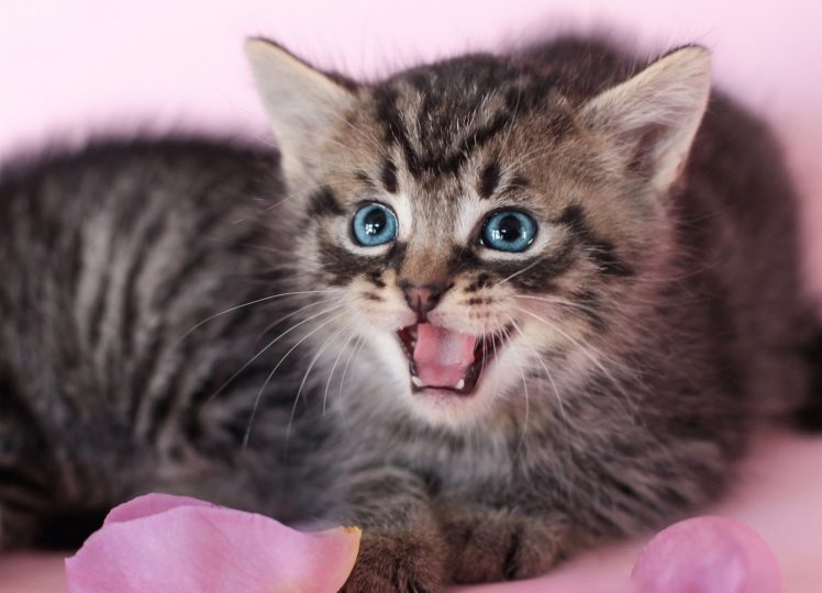cats, Kittens, Glance, Animals, Kitten, D HD Wallpaper Desktop Background