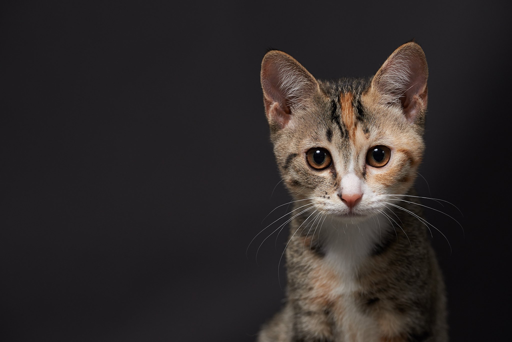 cats, Kittens, Glance, Animals, Kitten Wallpaper