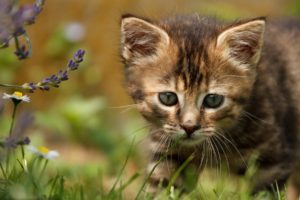 cats, Kitten, Glance, Animals