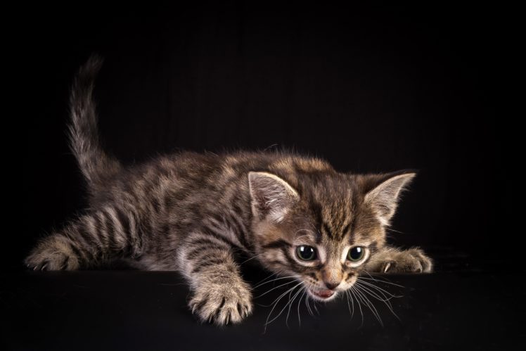 cats, Kitten, Animals HD Wallpaper Desktop Background