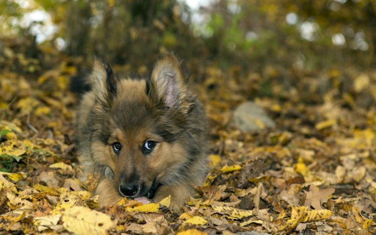 dogs, Autumn, Puppy, Foliage, Animals HD Wallpaper Desktop Background