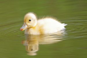 duckling, Water, Duck, Baby, Bird