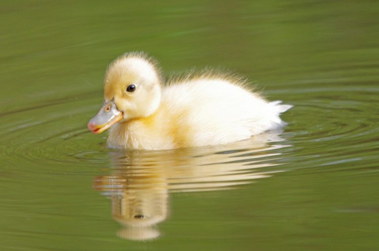duckling, Water, Duck, Baby, Bird HD Wallpaper Desktop Background