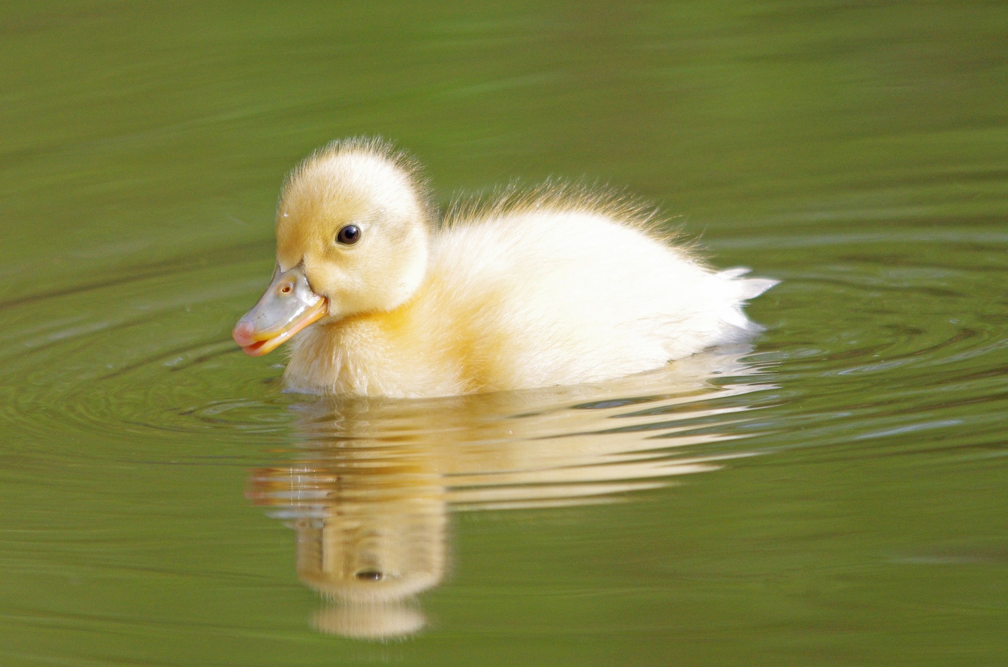 duckling, Water, Duck, Baby, Bird Wallpaper