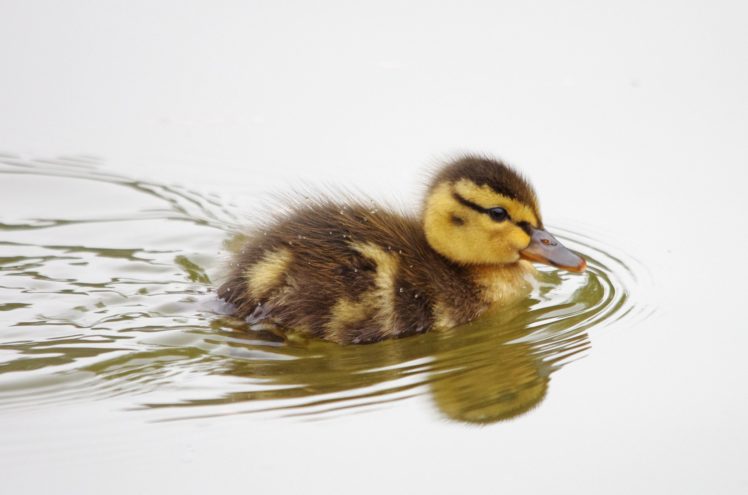 duckling, Bird, Duck, Baby, Swimming HD Wallpaper Desktop Background