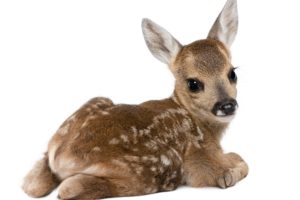 fawn, Baby, Snout, Spot, Light, Background, Deer