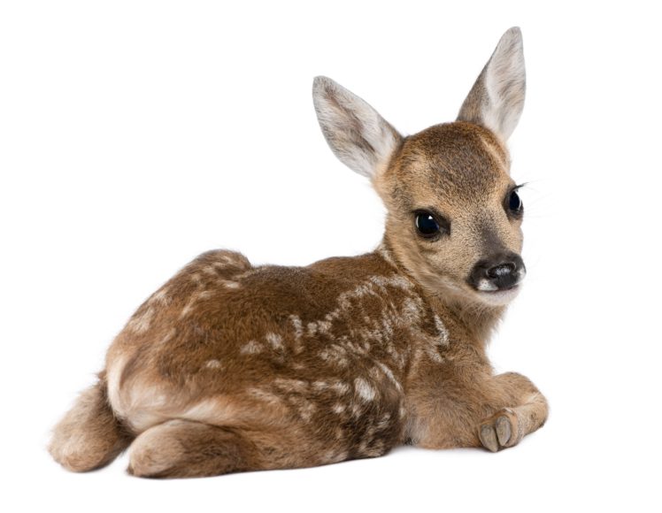 fawn, Baby, Snout, Spot, Light, Background, Deer HD Wallpaper Desktop Background