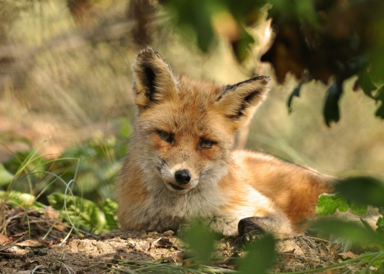 foxes, Ginger, Color, Animals, Fox HD Wallpaper Desktop Background