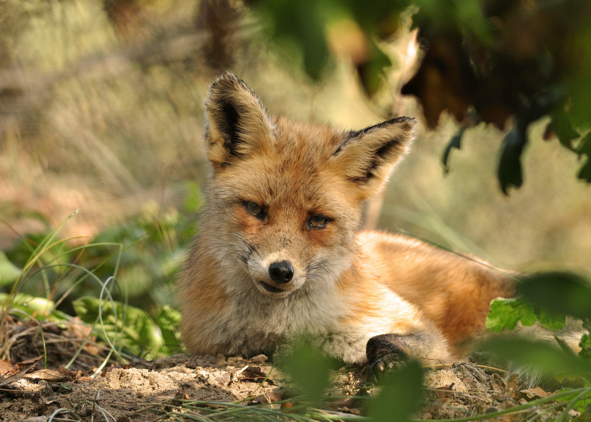 foxes, Ginger, Color, Animals, Fox Wallpapers HD / Desktop ...