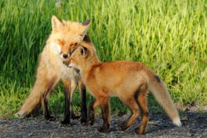 foxes, Two, Grass, Animals, Fox