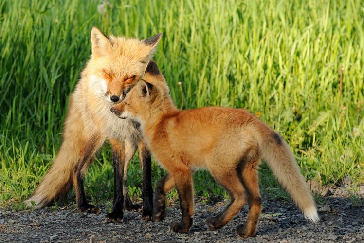 foxes, Two, Grass, Animals, Fox HD Wallpaper Desktop Background