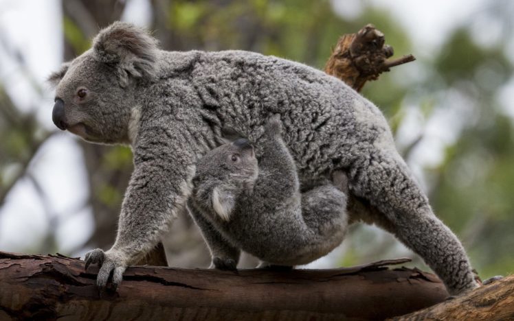 koala, Baby, F HD Wallpaper Desktop Background