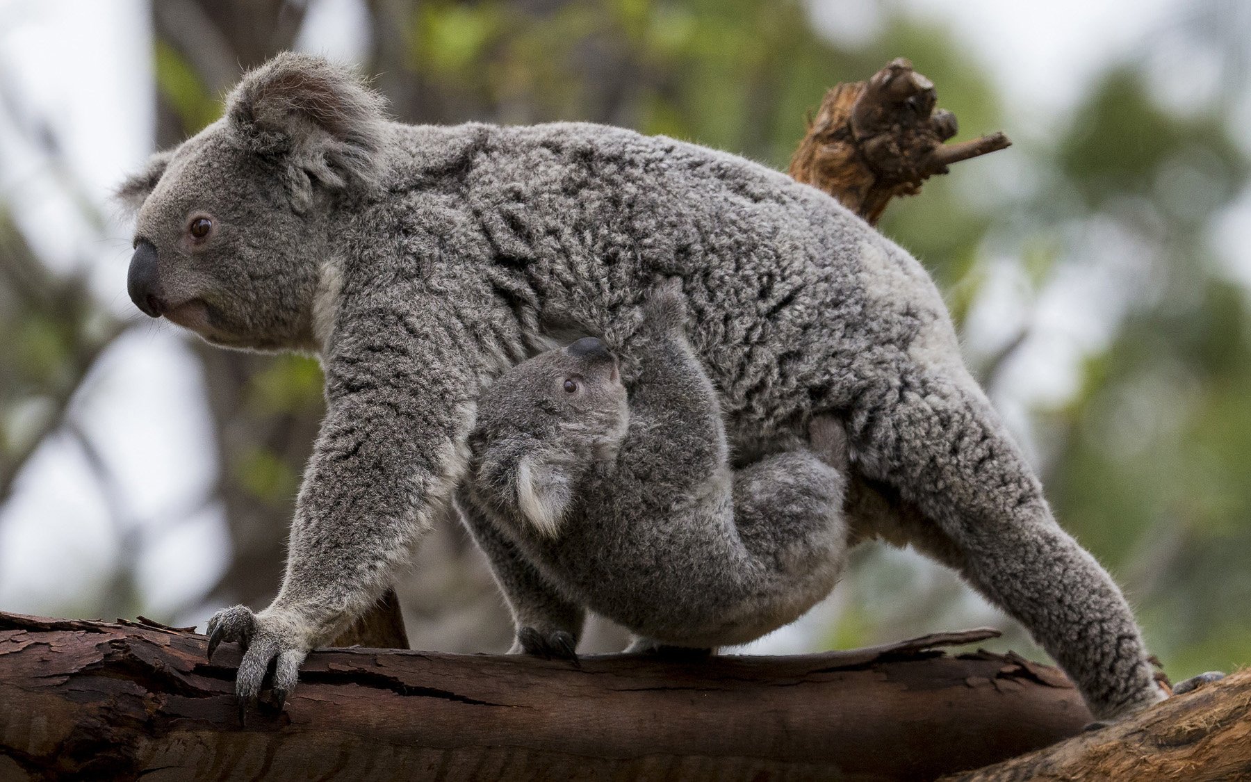 koala, Baby, F Wallpaper