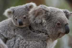 koala, Baby, G