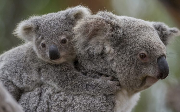 koala, Baby, G HD Wallpaper Desktop Background