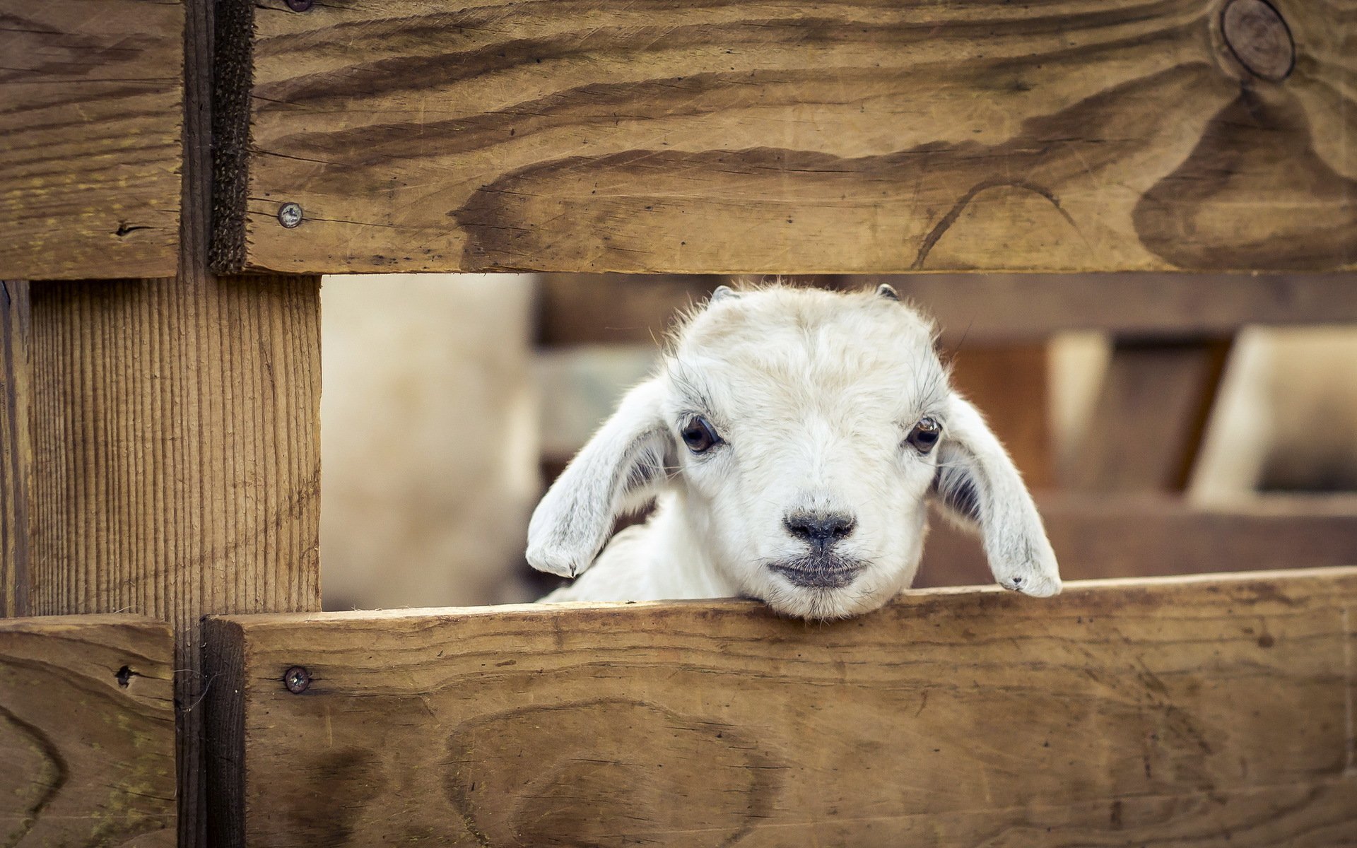 other, Pets, Sheep, Animals, Lamb, Baby Wallpaper