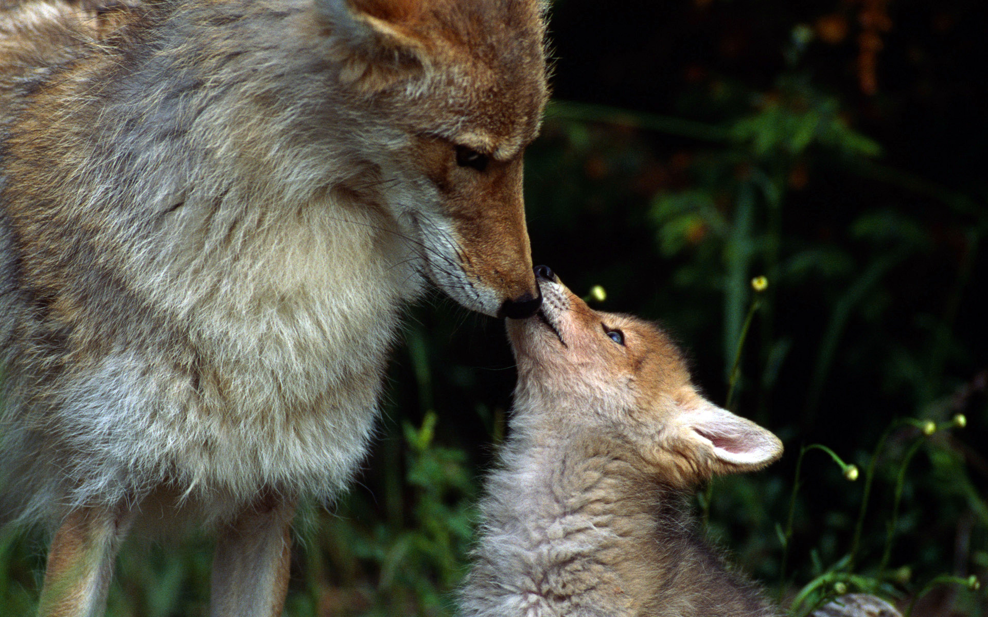coyote, Dogs, Babies, Puppy Wallpaper