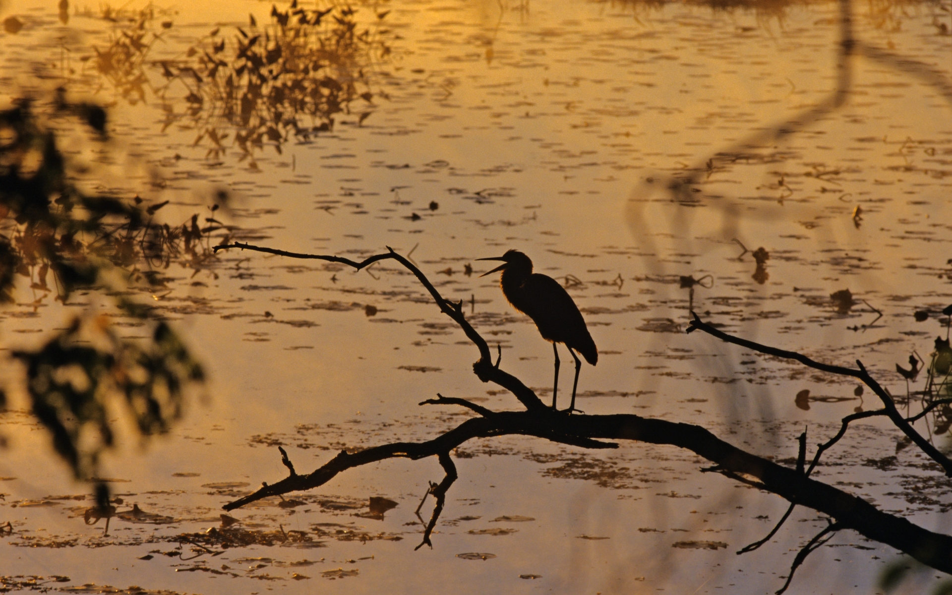 cranes, Lakes, Water, Trees, Branch, Fishing, Hunting, Nature Wallpaper