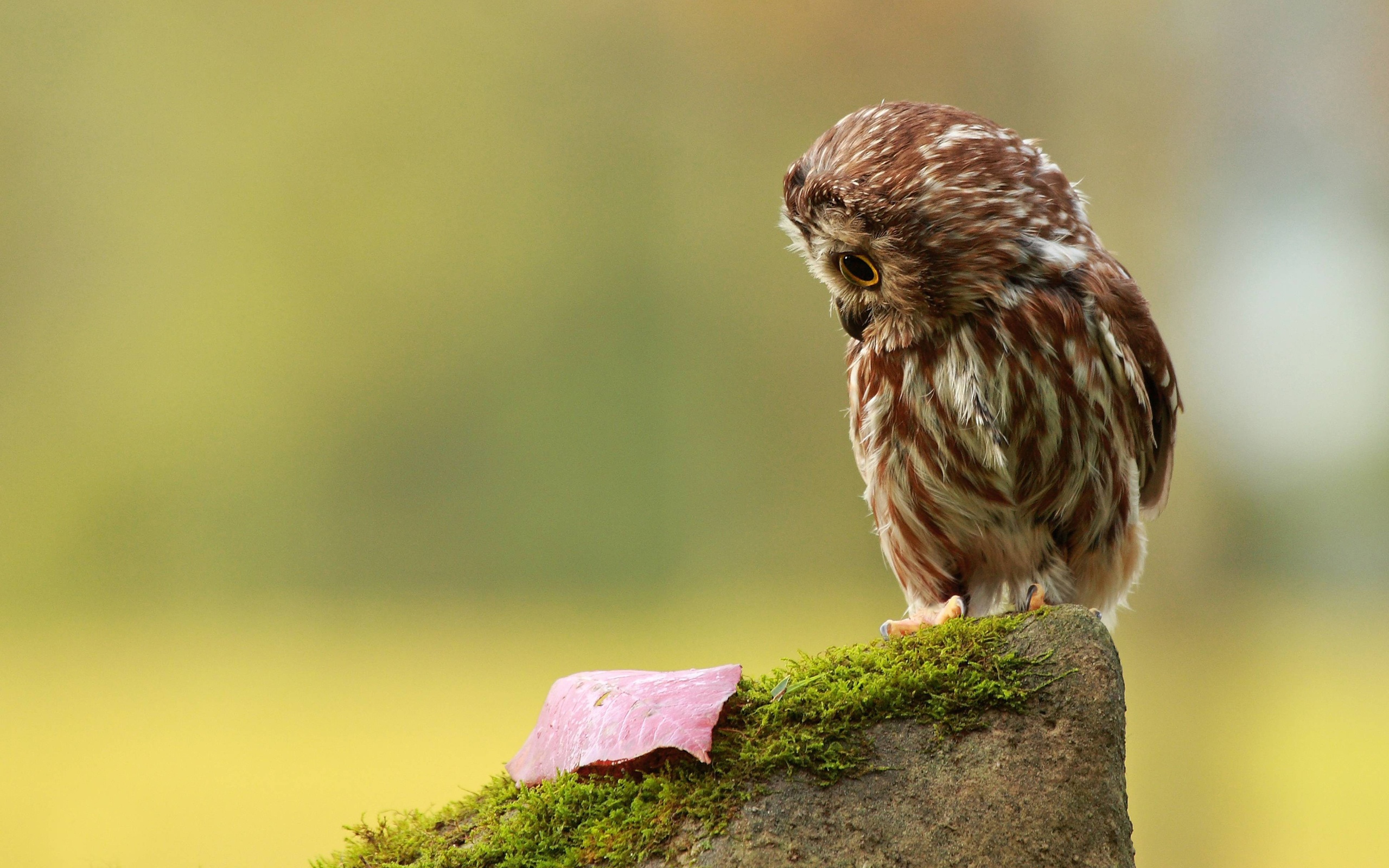 little, Owl, And, Leaf Wallpaper