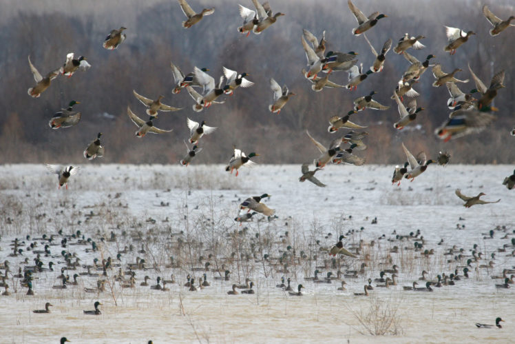 ducks, Flock, Nature, Lakes HD Wallpaper Desktop Background