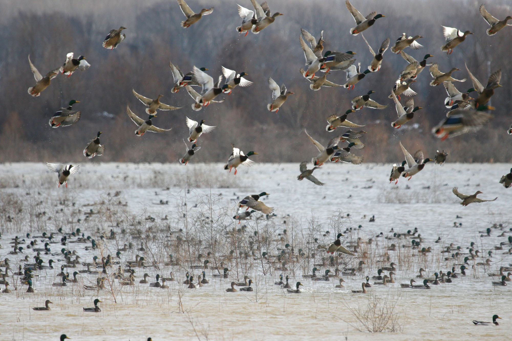 ducks, Flock, Nature, Lakes Wallpaper