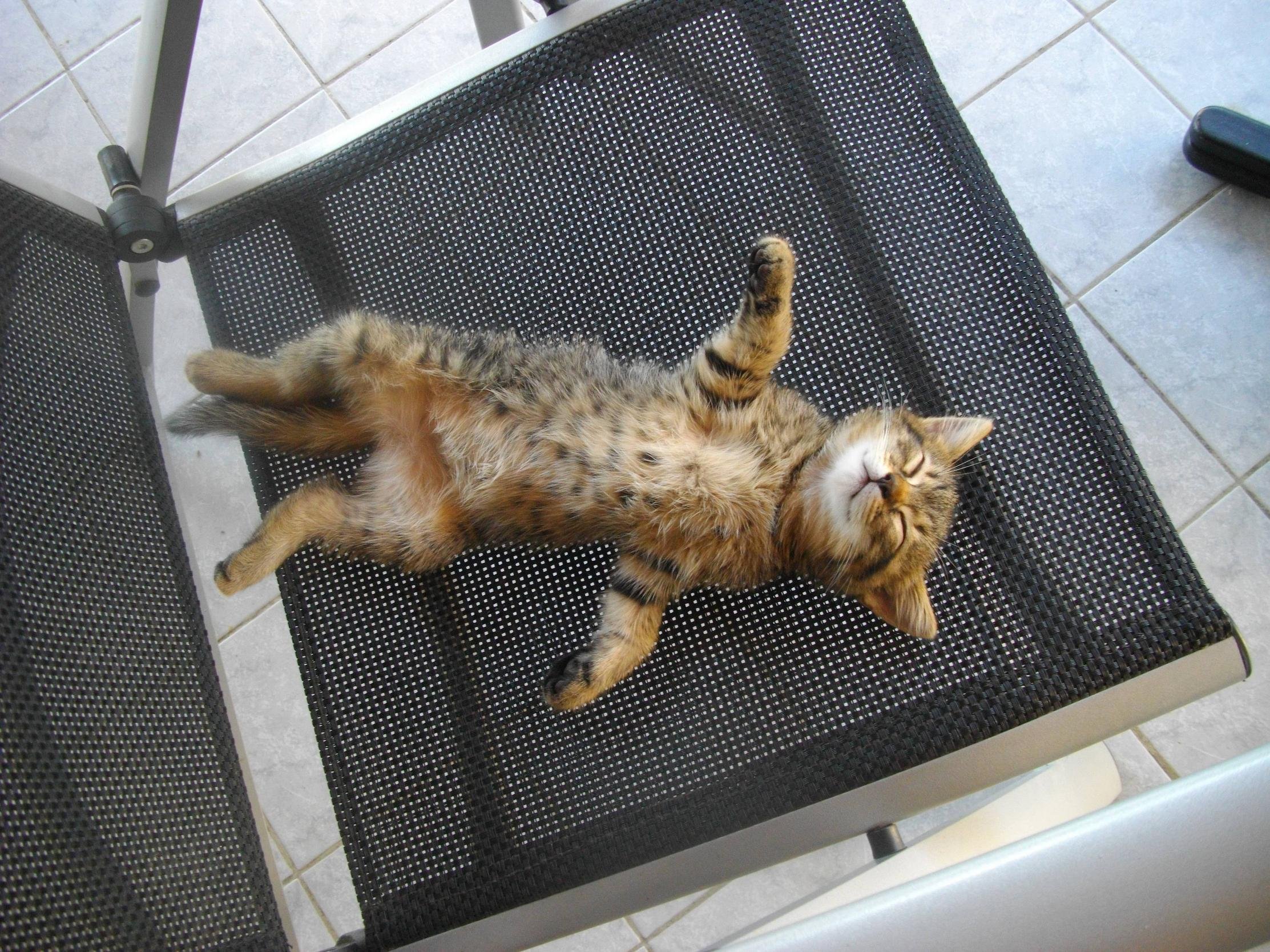 cat, Meme, Quote, Funny, Humor, Grumpy,  97 Wallpaper