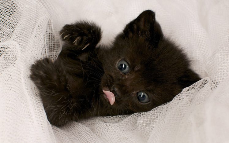 black, Baby, Cat HD Wallpaper Desktop Background