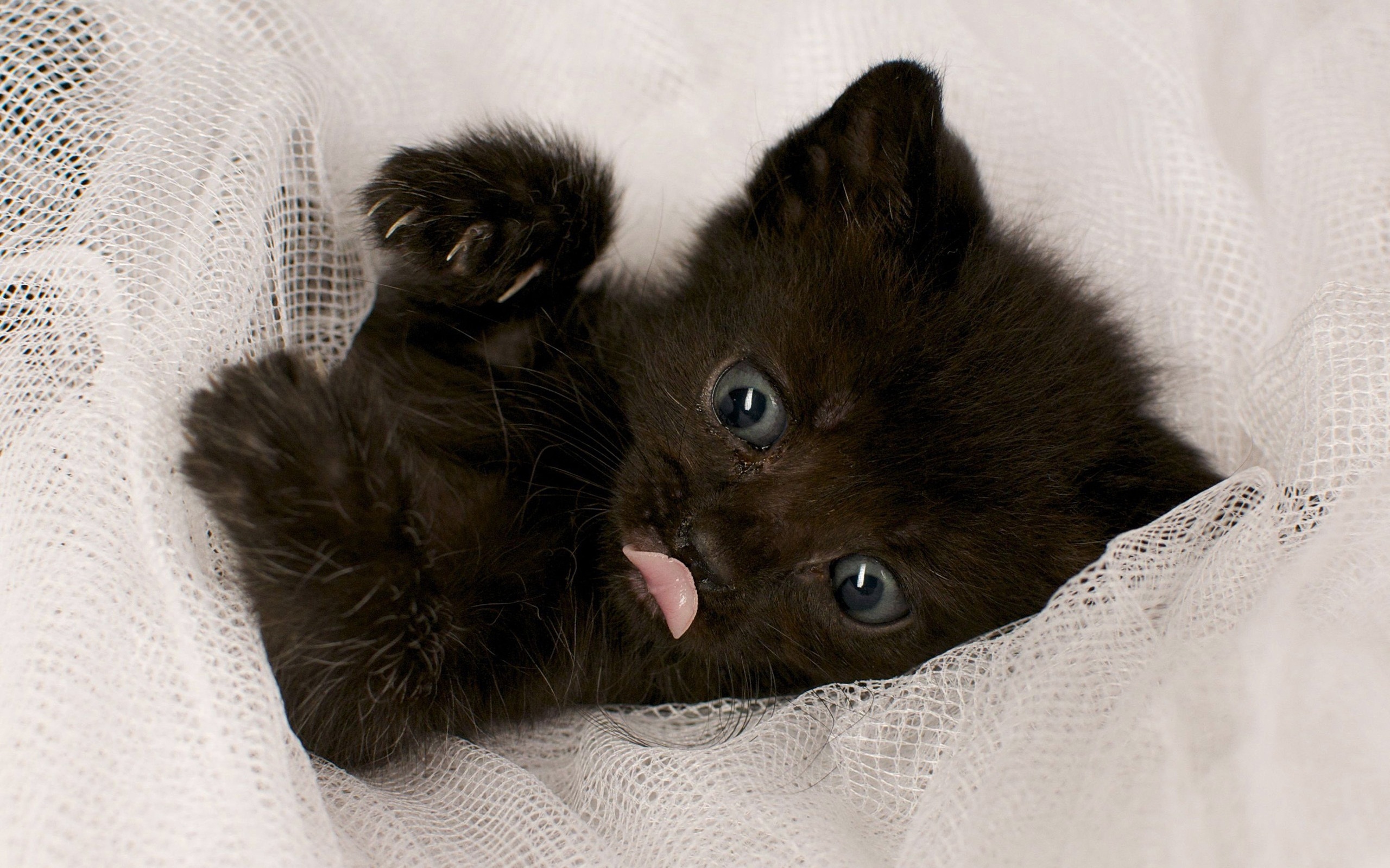 black, Baby, Cat Wallpaper