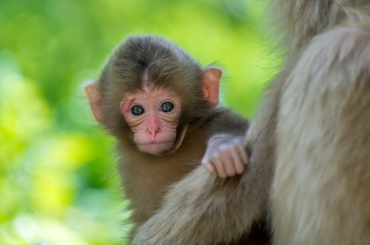 baby, Monkey, Background HD Wallpaper Desktop Background