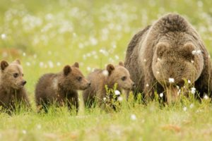 bears, Bear, Cubs, Family, Mom, Kids