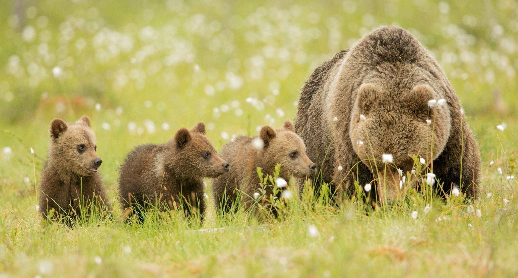 bears Bear Cubs Family Mom Kids Wallpapers HD / Desktop and Mobile