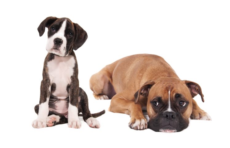 dog, Puppy, Boxer HD Wallpaper Desktop Background