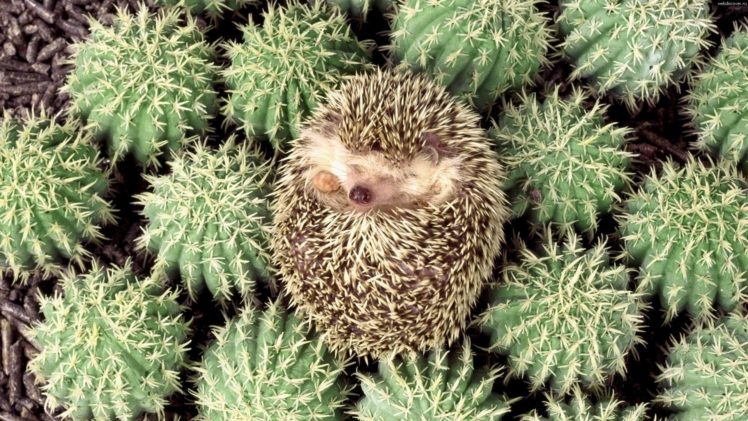 hedgehog, Spines HD Wallpaper Desktop Background