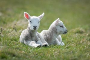 lie, Two, Sheep, White, Lamb