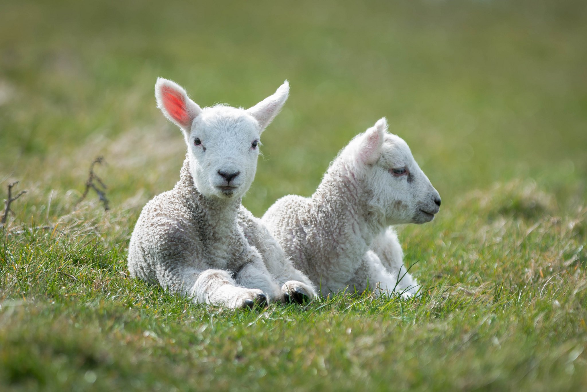 lie, Two, Sheep, White, Lamb Wallpapers HD / Desktop and Mobile Backgrounds