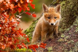 nature, Fox, Fall, Leaves, Posture, Eyes