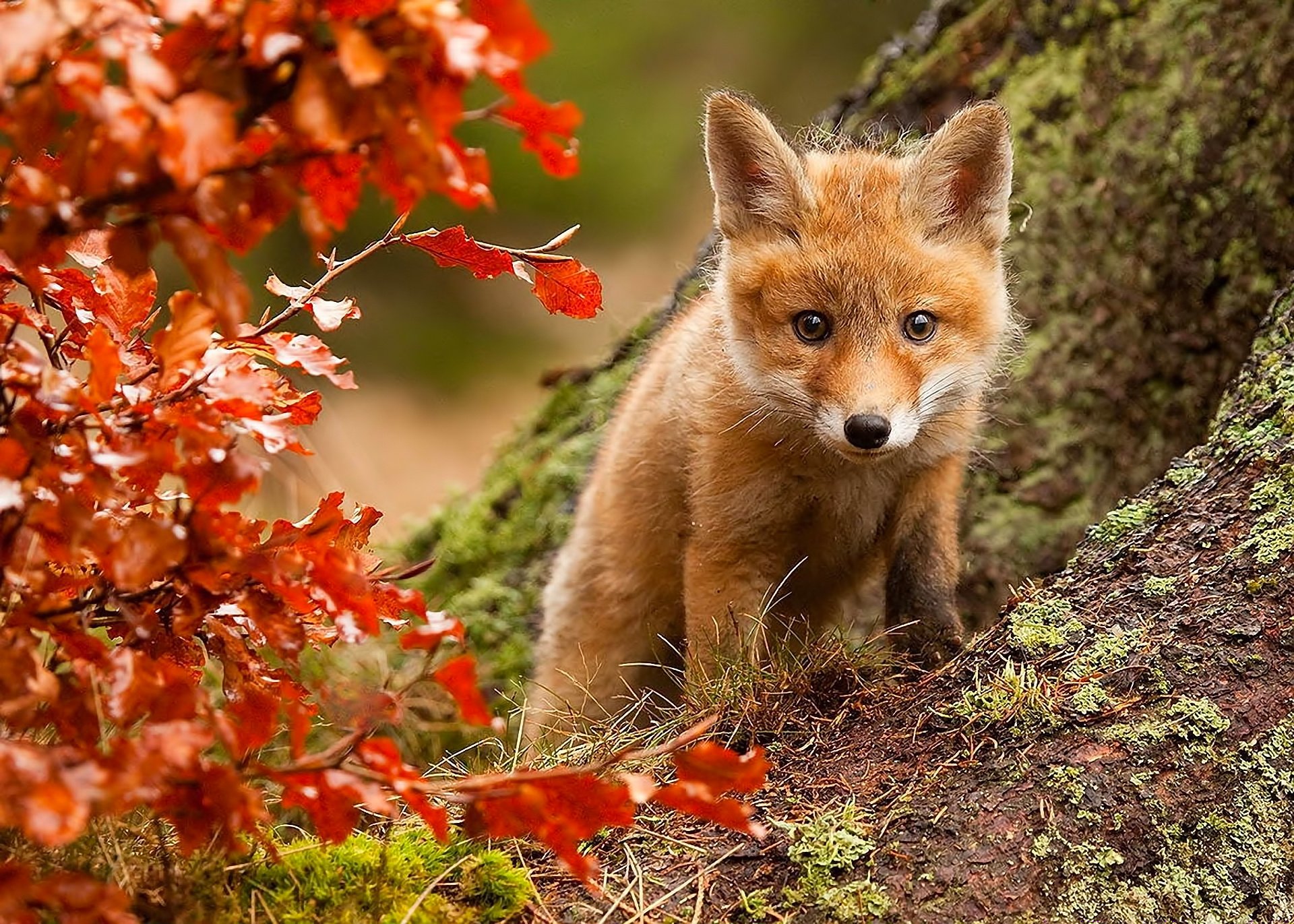 nature, Fox, Fall, Leaves, Posture, Eyes Wallpaper