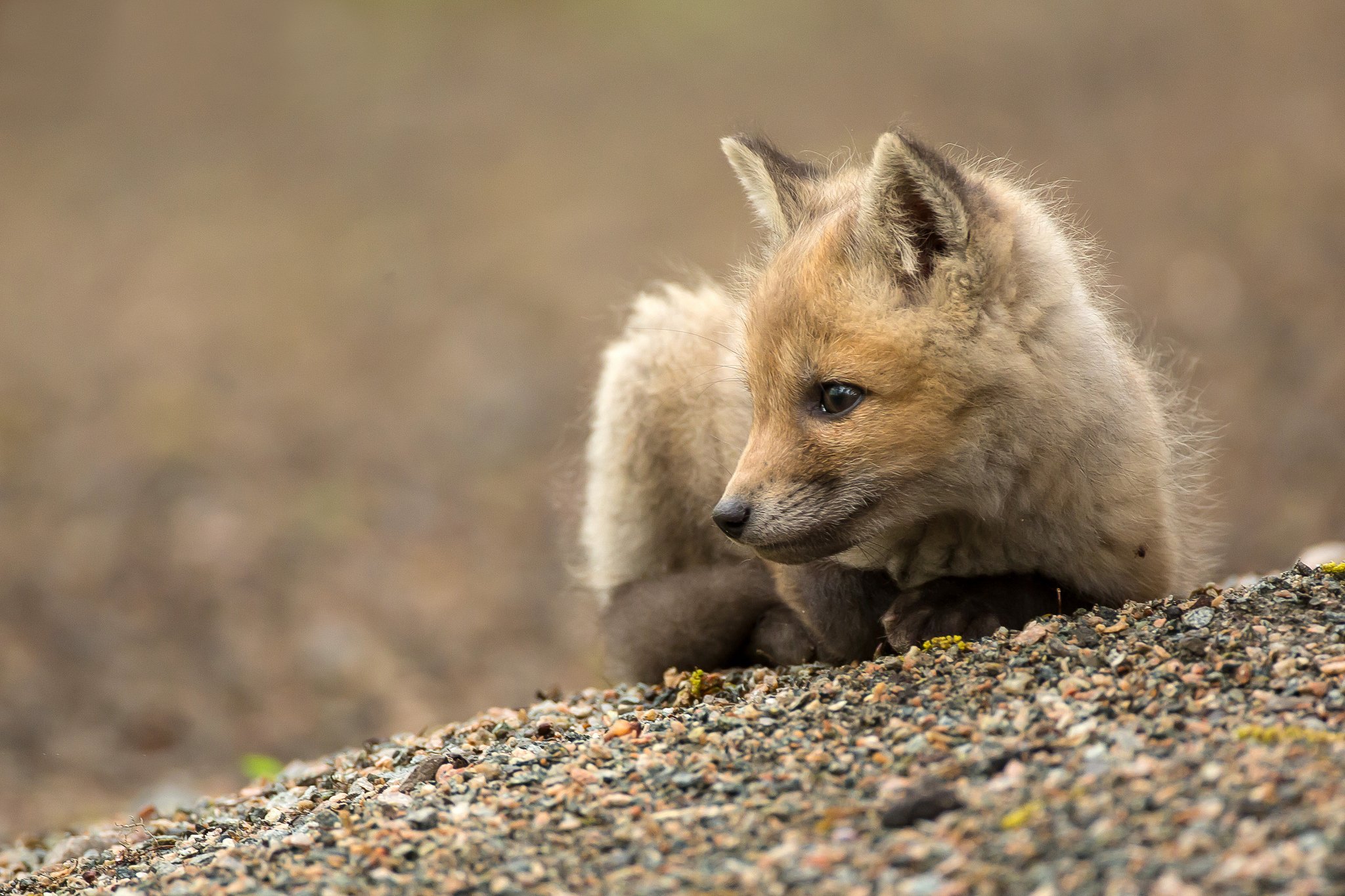 fox Wallpaper