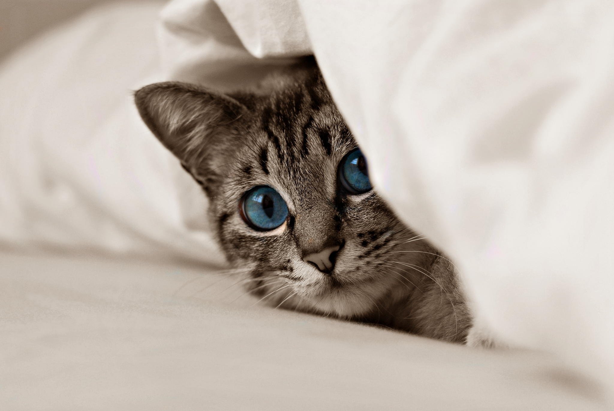 cat, Kitten, Blue, Eyes, Eyes Wallpaper