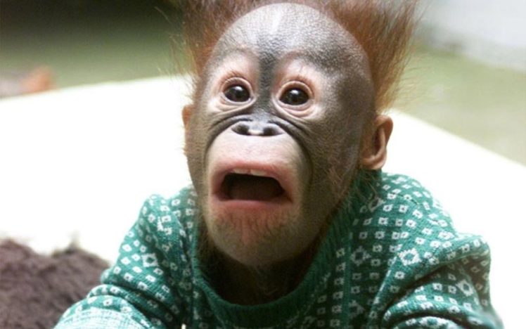 orangutan, Humor, Funny, Face, Babies, Cute HD Wallpaper Desktop Background