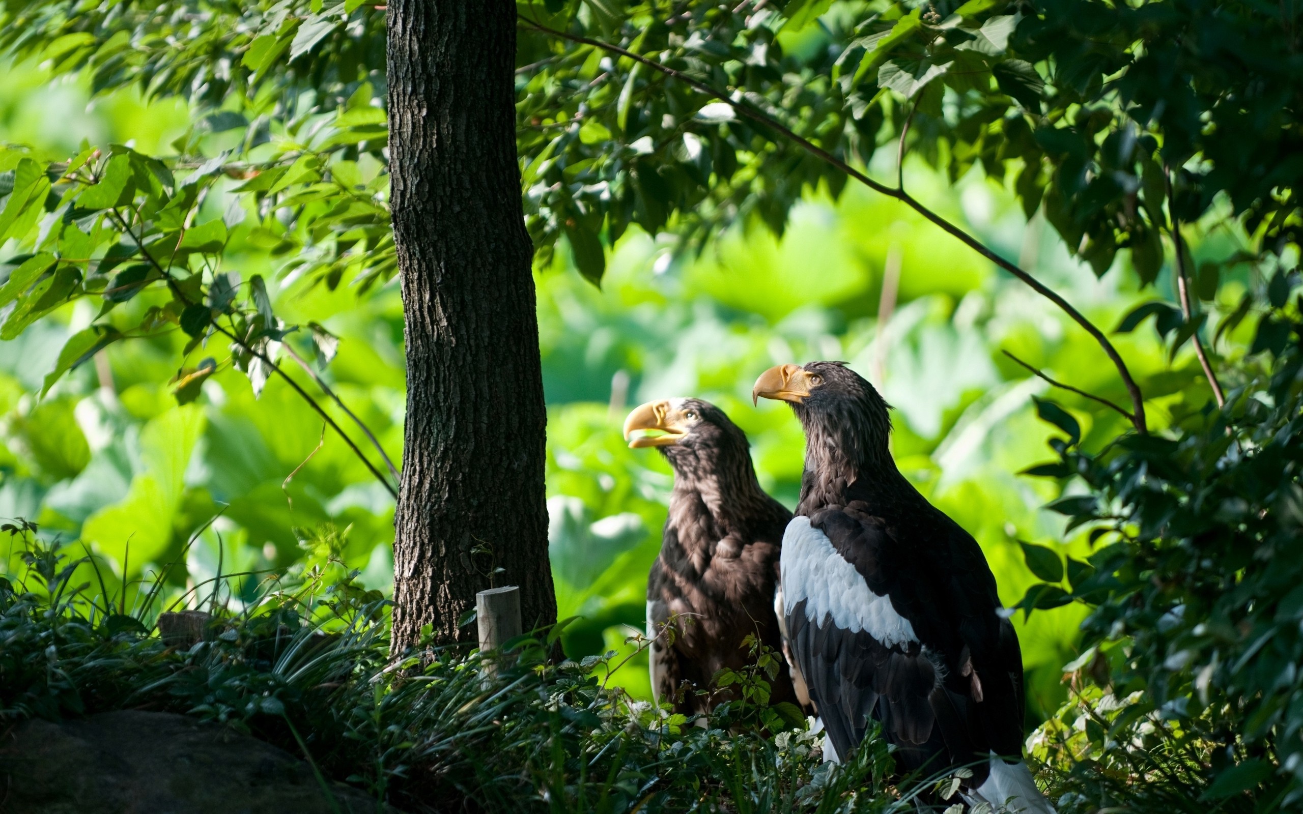 two, Eagles, In, The, Nature Wallpaper