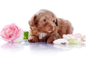 dog, Rose, Petals, Flowers, Puppy, Baby, Bokeh